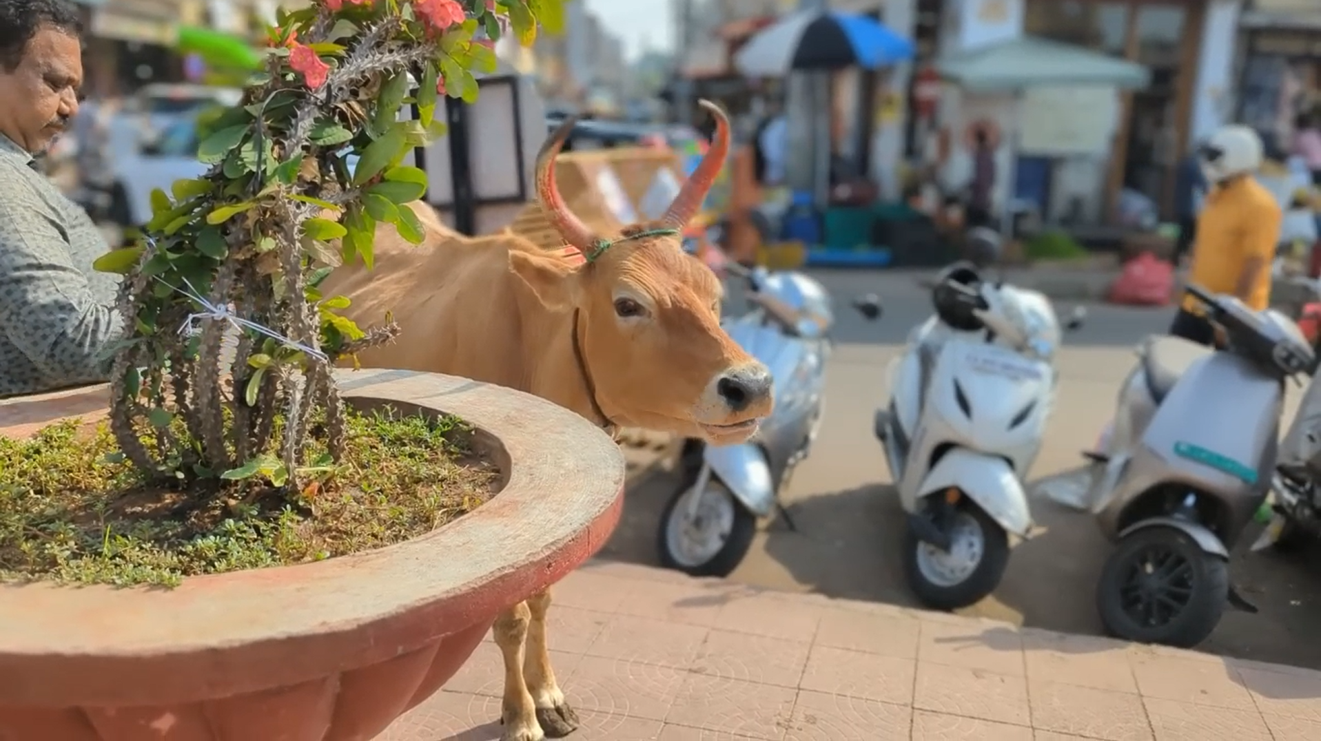 Mysuru